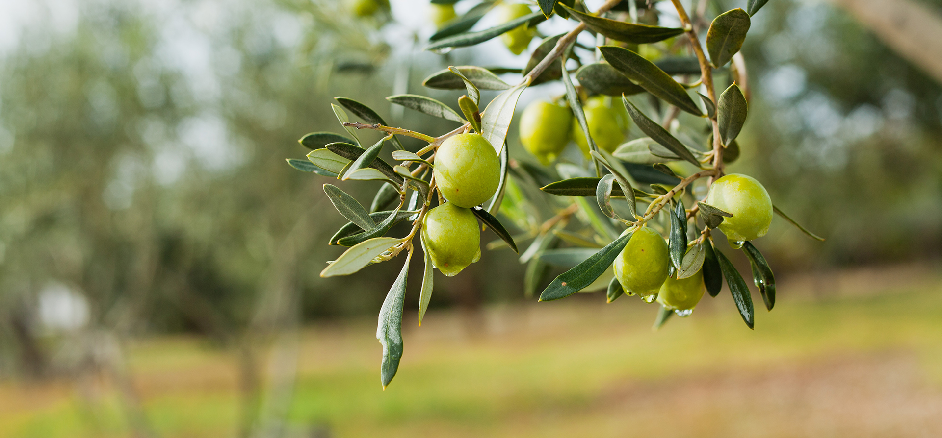 Olio e olivi: come combattere la mosca dell’olivo