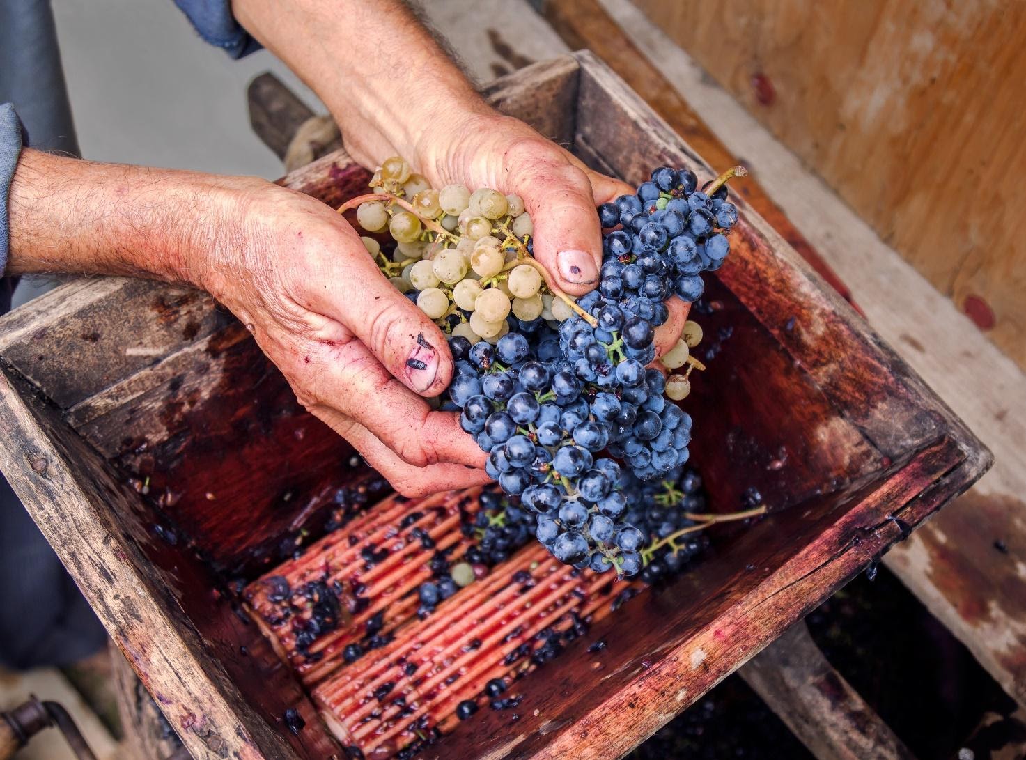 Dal mosto al vino: le fasi della vinificazione