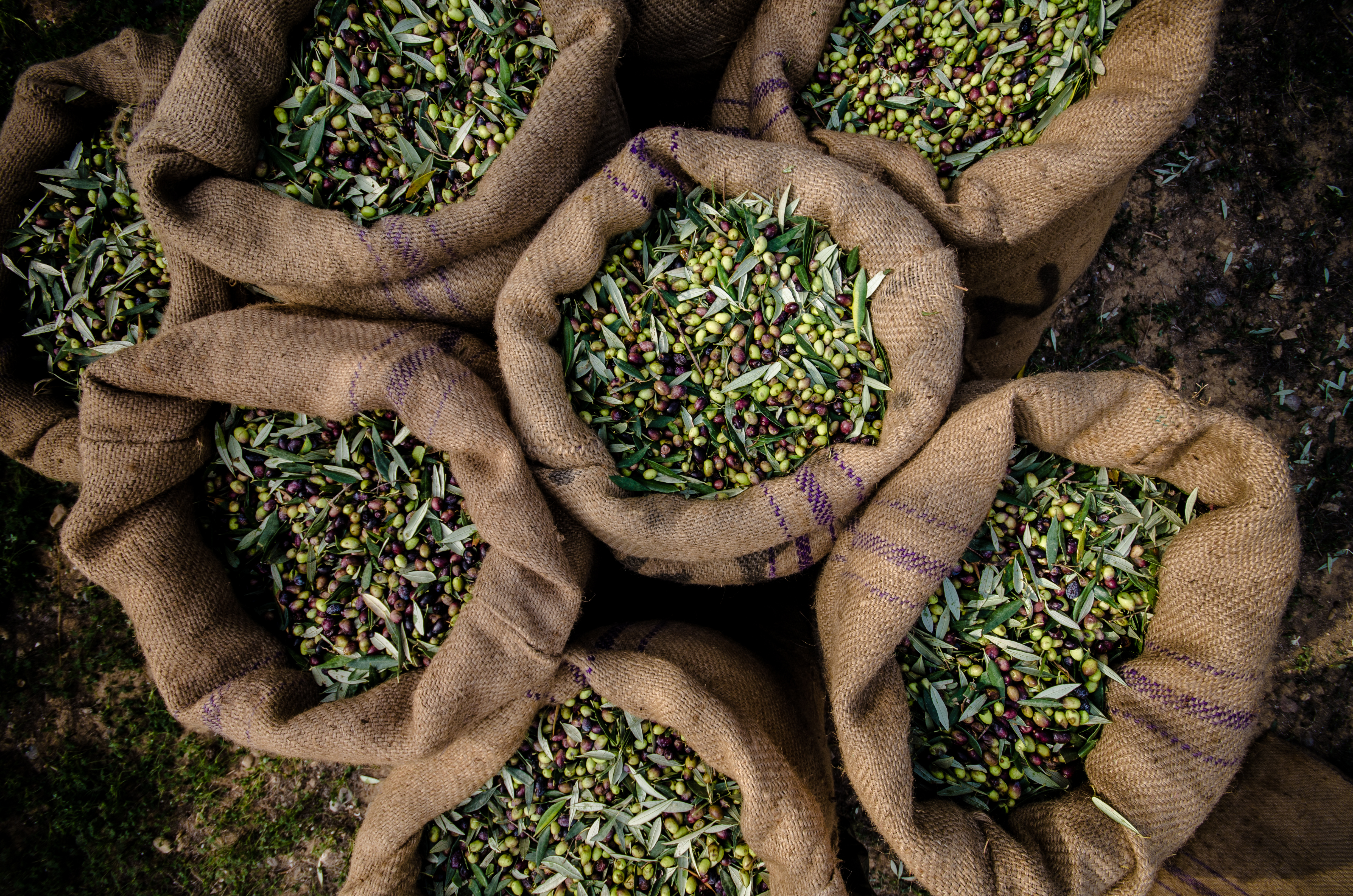 Raccolta delle olive: come e quando farla